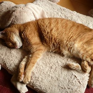 Das sieht schwer nach zufriedener Entspannung aus