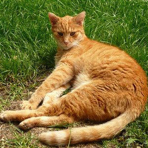 Er liebte es, im Garten zu liegen