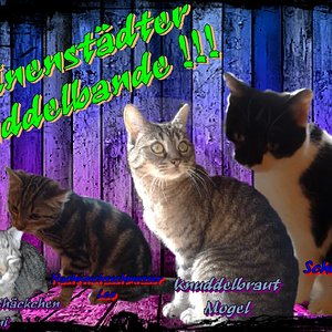 Knuddelbande
Meine plus Nachbarskatzen !!!