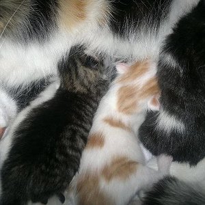 Kiara   8 Tage alt !!!