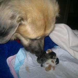 "Kiara" noch bei ihrer Mama Zuhause ...