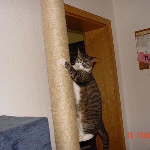 Mausi auf meinem selbst gebauten Kratzbaum