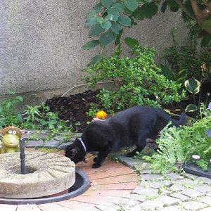 Benny und der "Katzen"-Brunnen