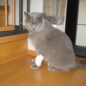 Romeo an seinem ersten abendlichen Heimaufenthalt von der Klinik. Dauernd wollte er sich zurückziehen und hat die ganze Zeit gemaunzt. Das war schlimm!!