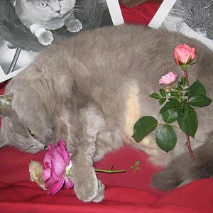 "Aufbahrung" vor der Kremierung am 23.07.2012. Ich hatte - wie damals bei Julia - Bilder dazugelegt von gemeinsamen, glücklicheren Zeiten..