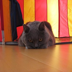 Romeos letzte Stunde... 
Wie jämmerlich muss man sein?.... Ich konnte es kaum erwarten, ihn endlich zu erlösen!!