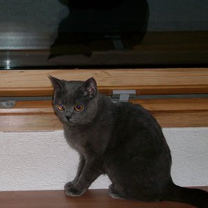 Peaches 003 (800x773)