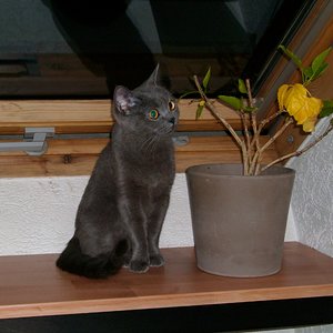 Peaches 008 (800x753)