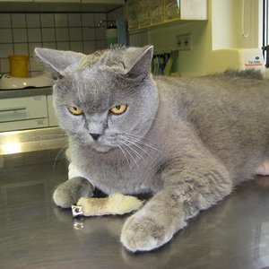 Am 22.07.2012 auf dem Tisch in der Tierklinik mit seiner Hasenpfote. Hier scheint er begriffen zu haben, dass er nun gleich erlöst werden wird. Er wirkt stark und entschlossen, ganz anders als kurz davor. Als ob er weiß, dass es richtig ist, wenn er jetzt gehen muss..