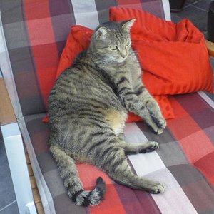 2 Tom faul in der Liege