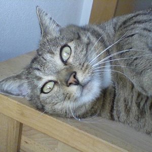 37 illegal auf dem Tisch