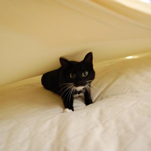 Pebbles: geb. ca. 2004