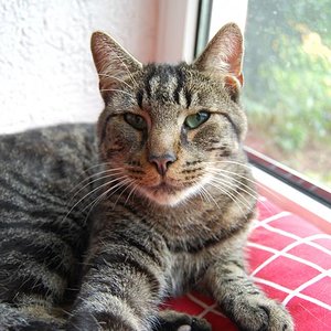 Barney: geb. ca. 2008