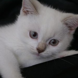 Alfred (genannt Fredi/Alfi)