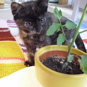 My Cat staring at things. 

Katze sieht Tomatenpflanze beim Wachsen zu.