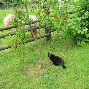 Lizzy interessiert sich für Shetty Genti