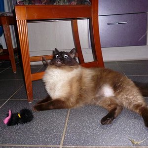 Armani auch Mister-Neugierig genannt.