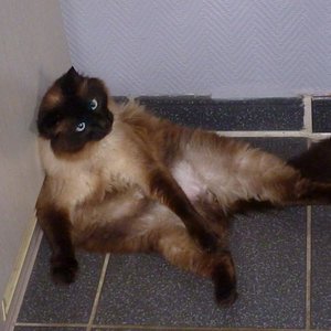 Was guckst Du so? Ich putze mich immer so!!!