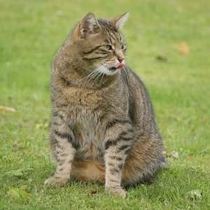 Karli, verstorben: April 2012 (Aids)