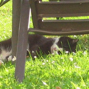 Ratz, verstorben: Oktober 2004 (Altersschwäche/Diabetis)