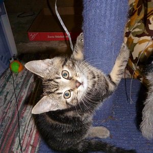 Ich komme da hoch, wenn ich will! (2012)