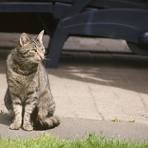 Kitty (Spitznahme Fiep Fiep) 2011