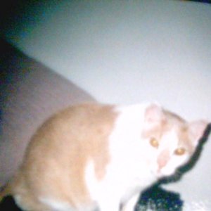 Pic 20120810 001 mein mucki von klein auf an habe ich die beiden aus den mulleimer raus geholt deit dem. sient die bei schön.18. jahre und jest ist er vertorben und ich geh dran kapot verstorben seit den 9.8.2012 ohne hin ist alles scheisse bei mir und die kleine ist immer nach ihn am suchen und weit will