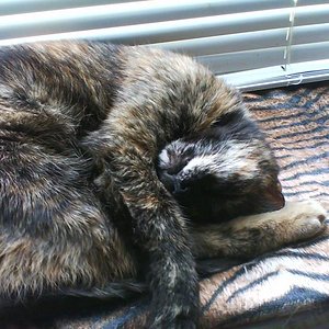 DSC00039    die kleine micka sucht ihn sehr und kommt nicht davon weg deit dem ist sie so kranck..gehworden mus schön mit clomicalm anfagen mall sehen ob ich sie damit helfen kann