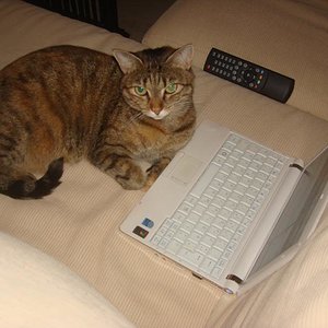 Süchtige! Sie schaut jeden Tag im Katzen Forum vorbei. :)