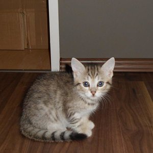 Marley 4 monate, schwester von Stella