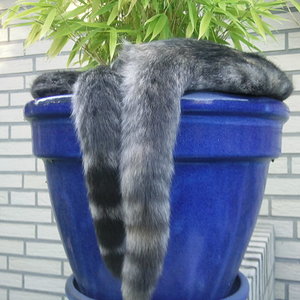 "Katzenschwanz-Bambus"  :-)))