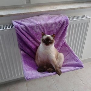 Yuna beim Faullenzen in der Hängematte