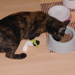 Sassi "angezapft" und trotzdem hungrig