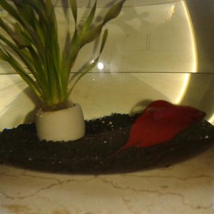 Er muss heile bleiben :)