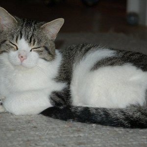 Wendelin fühlt sich wohl :-)