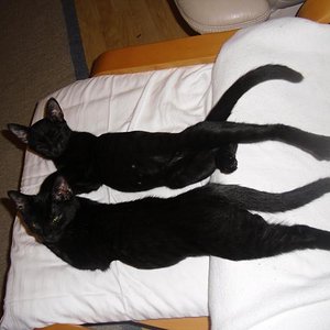 Die zwei Bauchschläfer