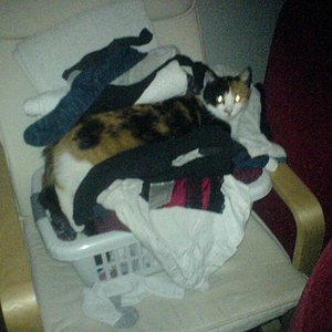 In der frischen Wäsche schläft es sich am Besten.