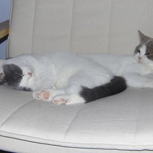 Beide machen es sich auf einem der Sessel im Arbeitszimmer bequem