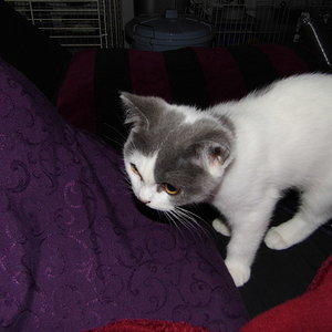 Basilius an seinem ersten Tag bei mir