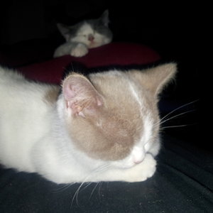 Hinten: Basilius, vorne: Brixius