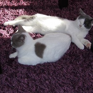 Basilius genießt die letzten Sonnenstrahlen