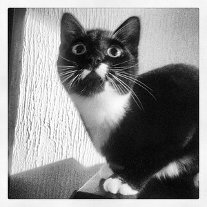 Freki.. unsere kleine wilde :)