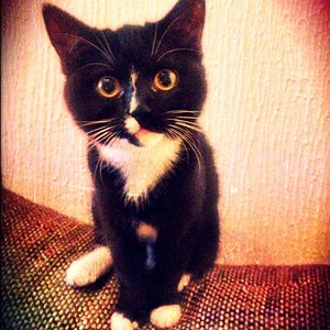 Geri .. die liebste Katze der Welt ;)