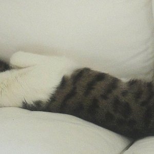 Tiefschlaf auf dem Sofa