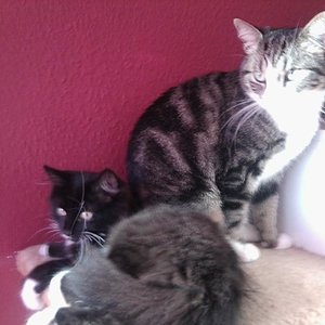 Nett miteinander obwohl nicht erwünschter neuer Mitbewohner