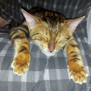 ist das leben schwer