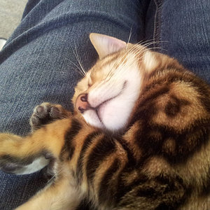 schlaf des gerechten