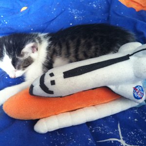 Juno rides the Rocket!