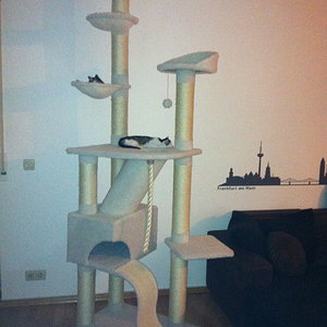 Kleines Katzenparadies