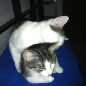 Zeit für die Körperpflege....zumindest denkt das Juno. Vega bleibt faul liegen.